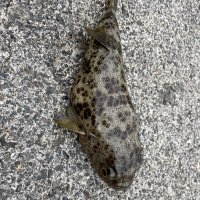 丸_ウキ釣り (@tsuribito130) Twitter profile photo