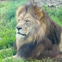 Tommo 🦁 (@luke__tommo) 's Twitter Profile Photo Tommo 🦁 (@luke__tommo) 's Twitter Profile Photo