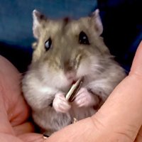 内科総診ぴろりん子 健康維持情報🩺 (@pirorinremrin) 's Twitter Profile Photo 内科総診ぴろりん子 健康維持情報🩺 (@pirorinremrin) 's Twitter Profile Photo