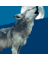 Darcwolfe's profile image