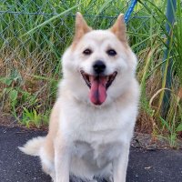 ばぶちゃんまん (@pinakobabubabu) 's Twitter Profile Photo