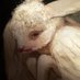 Beldam | Witches and Tales (@beldamtapes) Twitter profile photo Beldam | Witches and Tales (@beldamtapes) Twitter profile photo