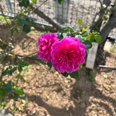 monaka1191644's profile picture. 日常×闘病/うつ病/気分の波あり/無言フォローOK私も失礼します/既婚/不愉快だったらミュートブロ解してください/いいねは既読、応援