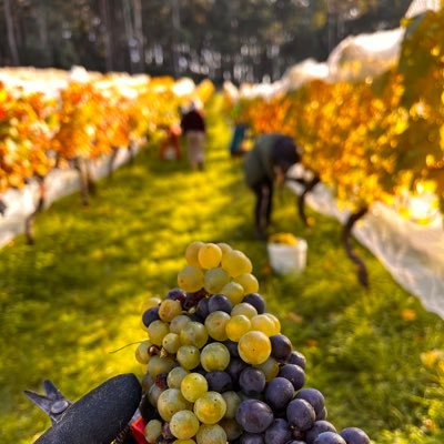 Representing Australia’s smallest GI: Beechworth. Producing some of Australia’s best chardonnay, shiraz & other premium wines. Waywurru country, northeast VIC.