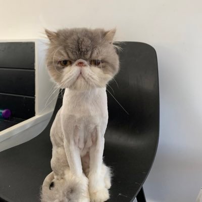 colinthefaller's profile picture. 
