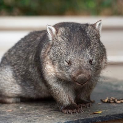 クオンツのひよこ