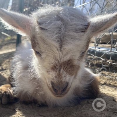 Popcorn the Wonder Goat