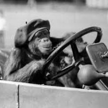 Primates al Volante