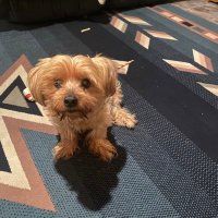 SB (@squeakette3) 's Twitter Profile