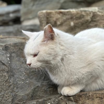 carne_i_hueso's profile picture. 