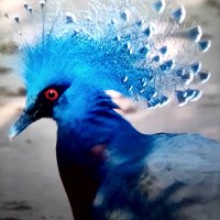 Talib resen (@50resentalib) 's Twitter Profile