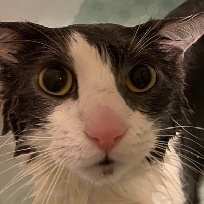 aphexhimbo's profile picture. will womd.... willard