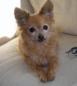 foxxmulderbrown's profile picture. 