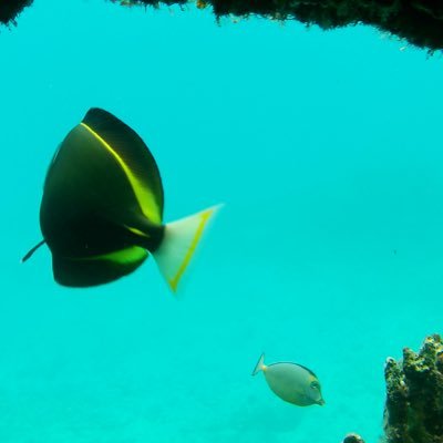 bn_bunta's profile picture. 海が好き