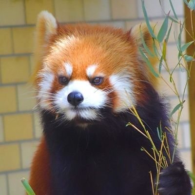 Welcome to @Panda_Lovers955
We share daily #redpanda contents 
Follow us if you really love red panda