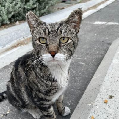 *Meow, I'm RJ, the LVRJ resident parking lot cat🐾🐈‍⬛️

*This is a duplicate account because the original one was locked out.