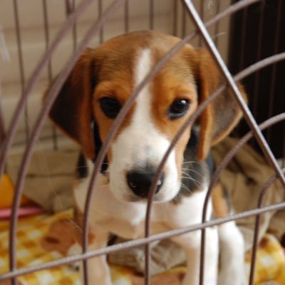 _tkusa's profile picture. Security Engineer (RedTeam) | Synack Red Team | OSCP/OSWE/OSEP/OSED/OSCE3/RISS/DB/NW