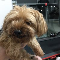 Cachorro Nervoso | P2P (@cachorronervoso) 's Twitter Profile Photo Cachorro Nervoso | P2P (@cachorronervoso) 's Twitter Profile Photo