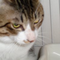 ゲーマーにゃんこ (@gxkdcy5v0r32960) Twitter profile photo