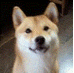 優しい科学･技術 (@yasumasago) Twitter profile photo
