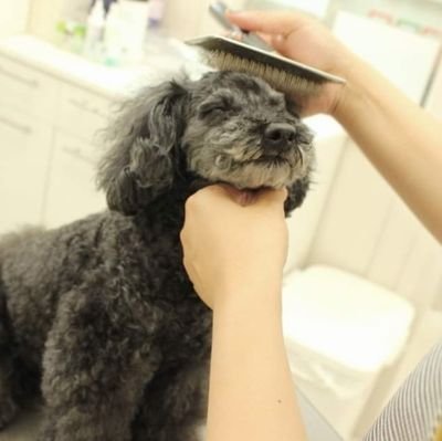 dog salon  mischief のオーナートリマーSAORI✂️イヌのこと仕事のことを呟くアカウント