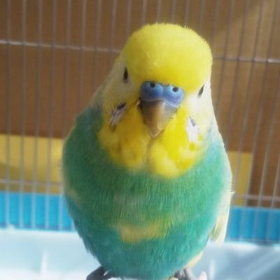 かわいんこさんのプロフィール画像