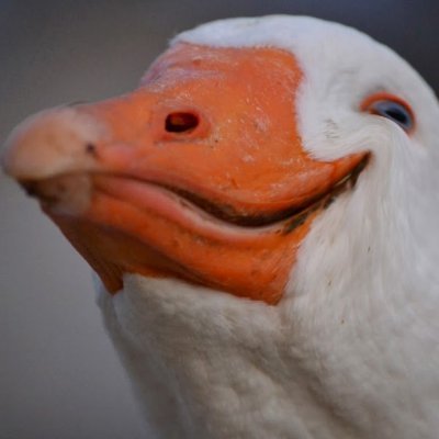 Dolan