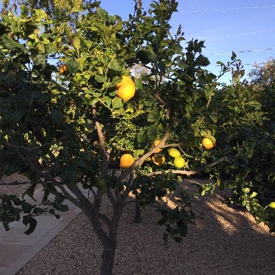 Makelemonade73's profile picture. 