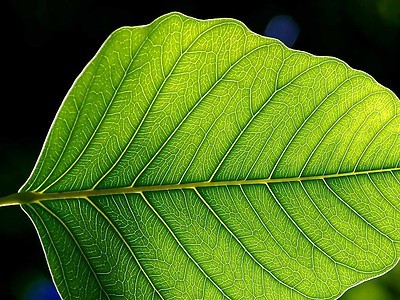 Eco-friendly tweet aggregation account. Find all your Eco news here! No PHD required =)