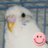 ごまちゃんのアイコン