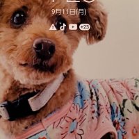 チロ&美智 (@chilomichi13) 's Twitter Profile