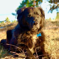 Uncle Dog (@tadsiskiyoo) 's Twitter Profile