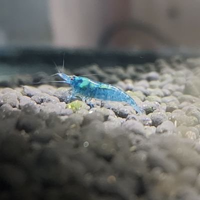 JacobAl61171404's profile picture. breeding ,keeping Tropical fish, in safe , healthy manner, products, entertainment, educational,  let's go