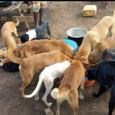 We rescue mistreated dogs Treat,Foster Giving life necessities to our dogs🐾ADOPT DON’T SHOP .DONATE NOW TO HELP⬇️ 🐶🐕PayPal