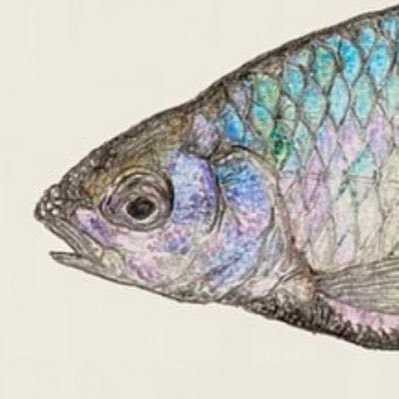 日本産淡水魚作家 / 水族館の副館長をしています（22歳） 色鉛筆画で川魚の面白さや美しさを発信しております。絵で魅力を伝えて、１種類でも多く未来に残したい！！🐟きんたい廃校博物館と八尾長屋水族館で活動中です。🛒ネットショップ開店中