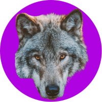 $WOLF(@moonwolf_io) 's Twitter Profileg