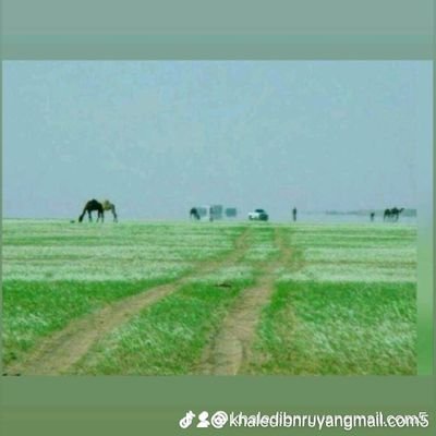 ترك مالايعنيني