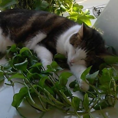 @Simonthecat261