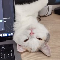 แม่พูจา ᵕ̈ Pfam 👍🏻CODE (@popangso) 's Twitter Profile