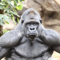 安藤るーく (@ando_rook) 's Twitter Profile Photo