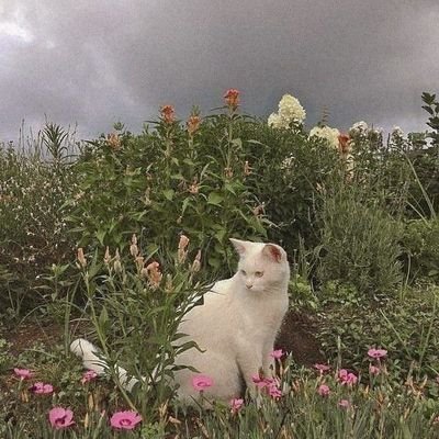 anasdytw's profile picture. 🎈 vestibulanda de medicina | #studytwt #studytwtbr