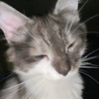 Baba π΅πΈ (@baba_animator) 's Twitter Profile