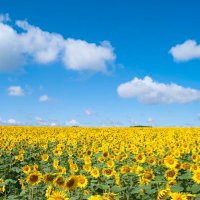 BB (@tbhui3mana44juw) Twitter profile photo