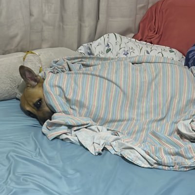 espinozasof1's profile picture. dios perdona yo no