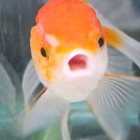 小卡拉咪 (@a08110430) 's Twitter Profile