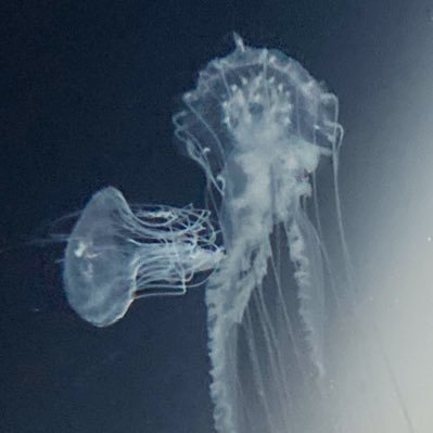 arazu_kanako's profile picture. アラズです。恥を知らないアカウントです。