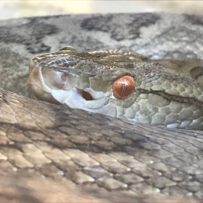 HiroyukiTo8546's profile picture. 私は日本と米国の”ものづくり”や”Craftsmanship”が大好きです。「究極の機能美は細部に宿る」“The ultimate in functional beauty lies in the details”