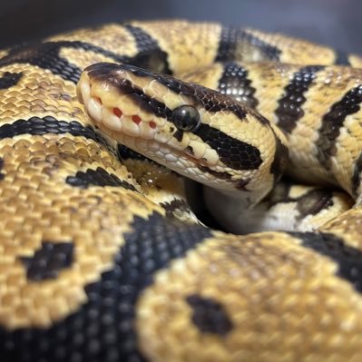 eeeeda_c's profile picture. 生き物とバスケ。36匹と旦那息子と賑やかにやっとります!無言フォロー失礼します。フォローご自由にどうぞ!生き物アカウントフォロバします。リポストまみれの人ごめんなさい… 🏀越谷アルファーズ推しアルファメイトです!