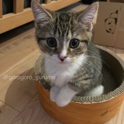 🐾マンチカンのゴロー🎂2023.06.20 🏠2023.09.16 人見知りで甘えん坊な男の子🐈 飼い主は孤独のｸﾞﾙﾒﾌｧﾝ🍚憧れていたねこ様との幸せな生活🐱💕主はお笑い・食べる事・音楽が大好き🫶写真・動画の無断転載禁止です。DMではなくﾘﾌﾟﾗｲにて🙇‍♀️お金配り系・ｴﾛ系ﾌﾞﾛｯｸ🙅‍♀️❌