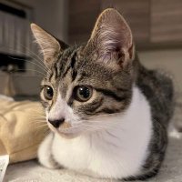 テト (@famicom_fc) 's Twitter Profile